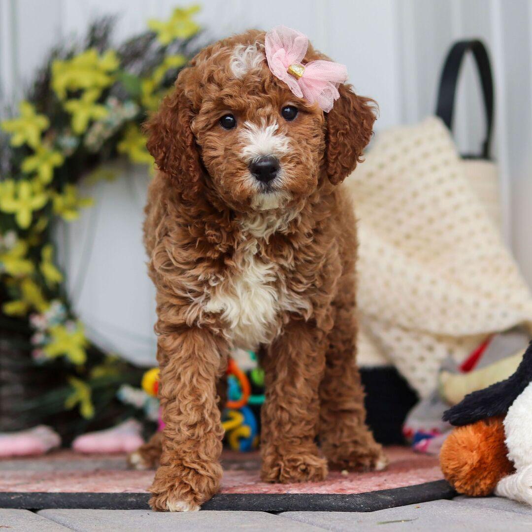 Luxury Golden Doodle Puppy