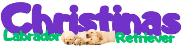 Christinas Labrador Retriever