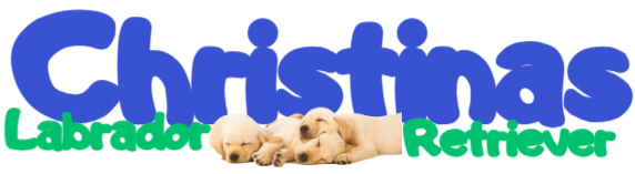 Christinas Labrador Retriever